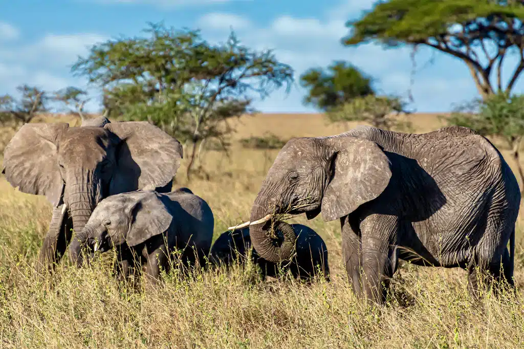 3 days mikumi safari — tour on MyBlak