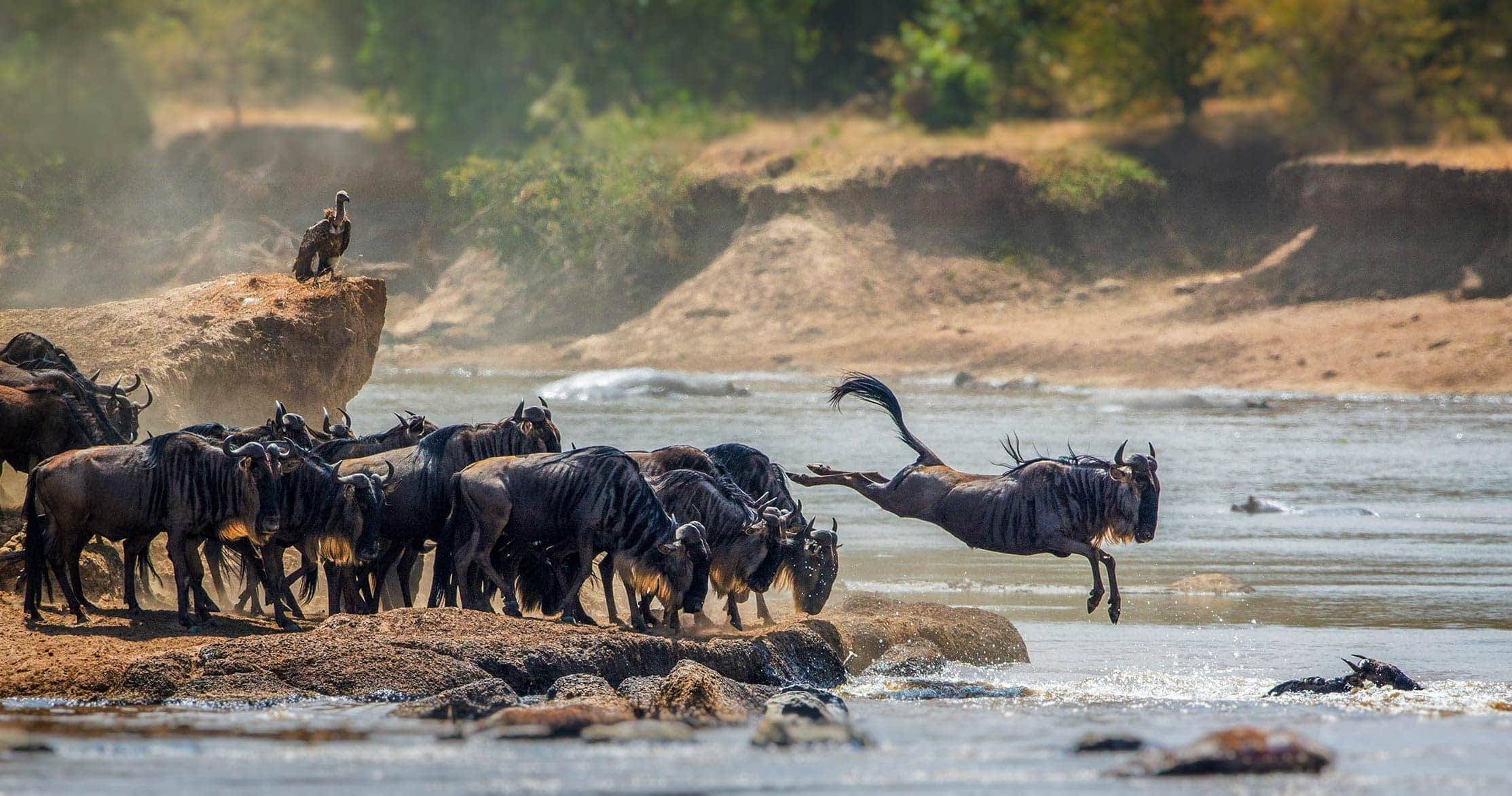 8 days Tanzania Classic safari — tour on MyBlak
