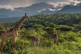 Climb Mount Meru Premium Summit Trek 4 Days gallery 7
