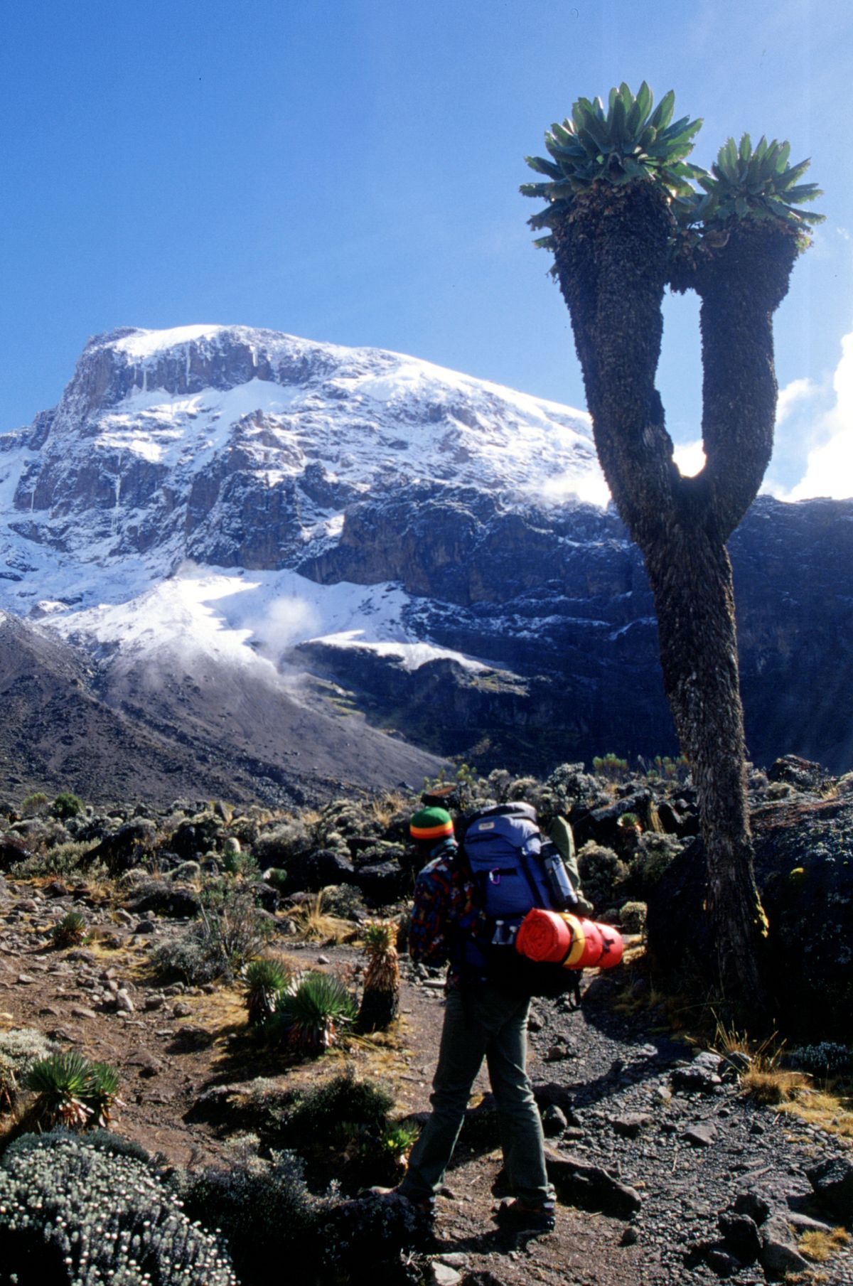 Rongai Northern Frontier – 6 Days Kilimanjaro Summit gallery 2