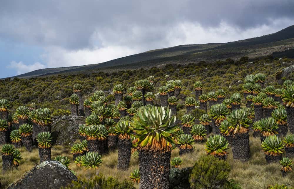 Rongai Northern Frontier – 6 Days Kilimanjaro Summit gallery 7