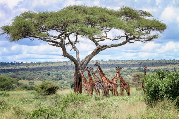 Northern Tanzania Wildlife Escape – 2 Days Safari gallery 1
