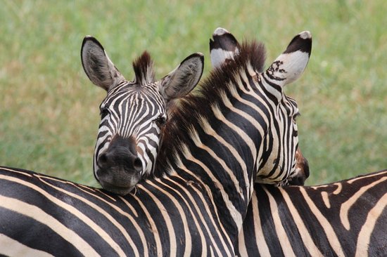 Northern Tanzania Wildlife Escape – 2 Days Safari gallery 3