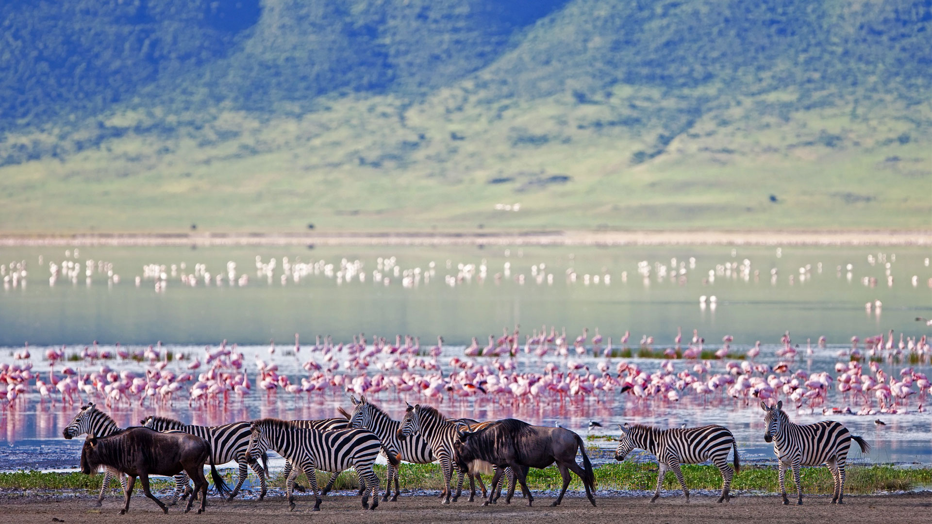 Northern Tanzania Wildlife Escape – 2 Days Safari gallery 4