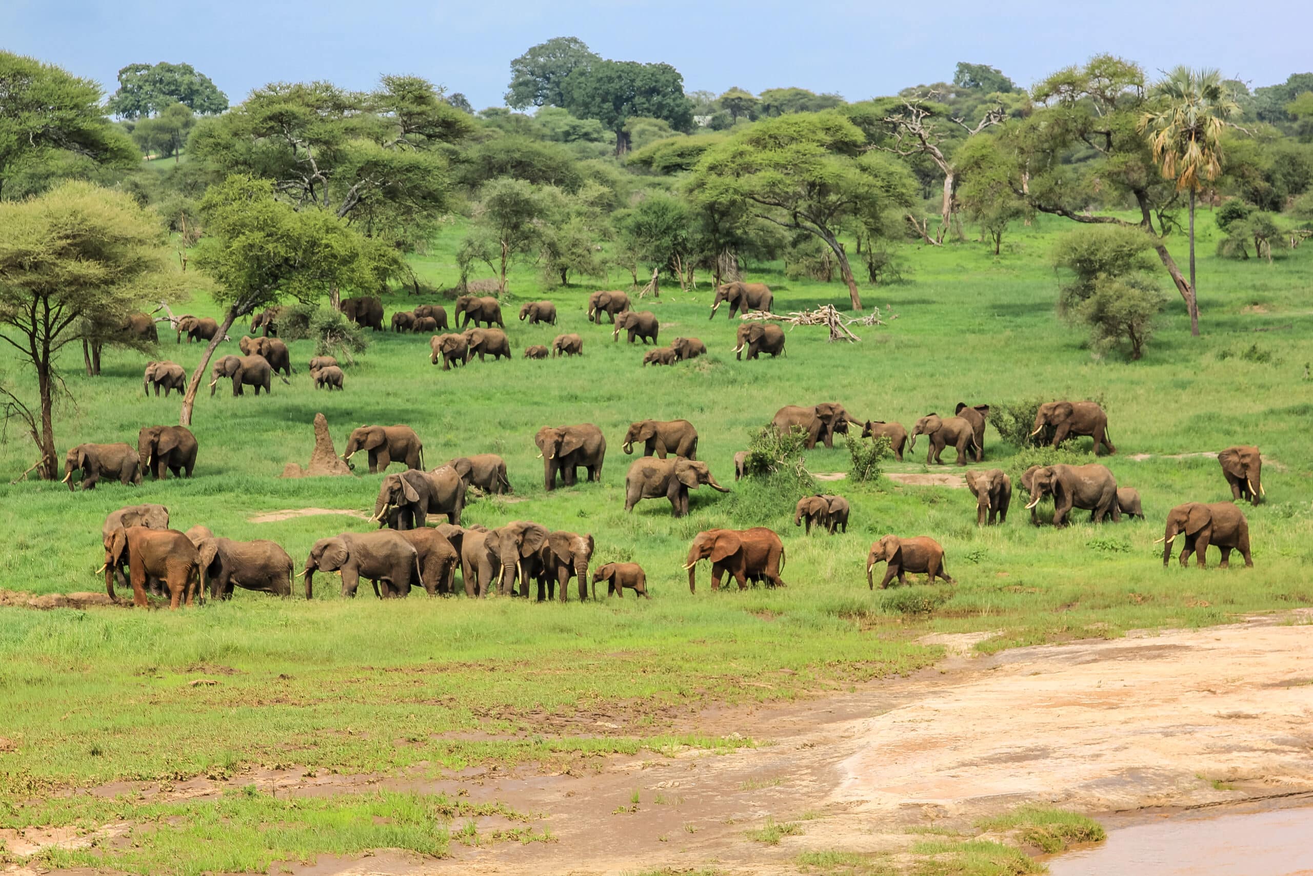 Northern Tanzania Wildlife Escape – 2 Days Safari gallery 6