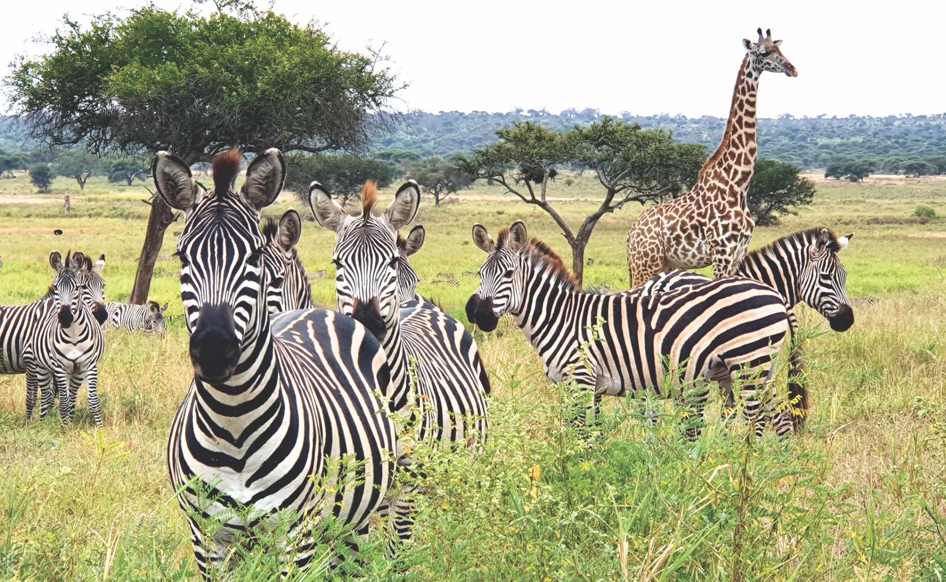 Northern Tanzania Wildlife Escape – 2 Days Safari gallery 7