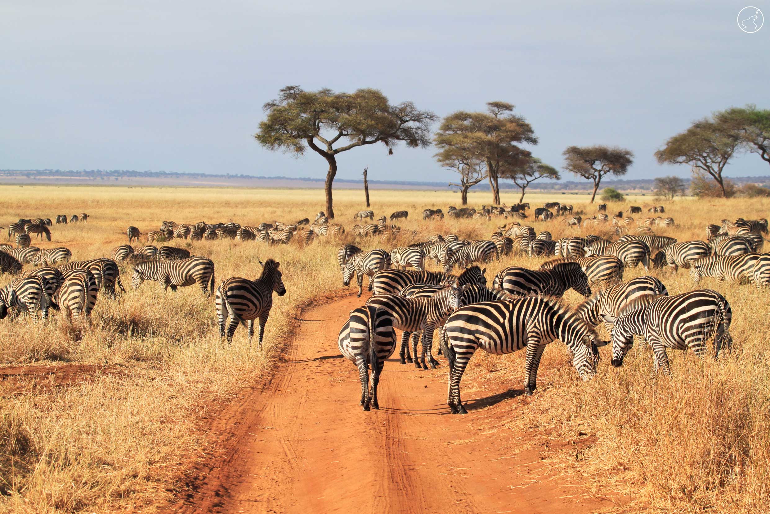 Northern Tanzania Wildlife Escape – 2 Days Safari gallery 8