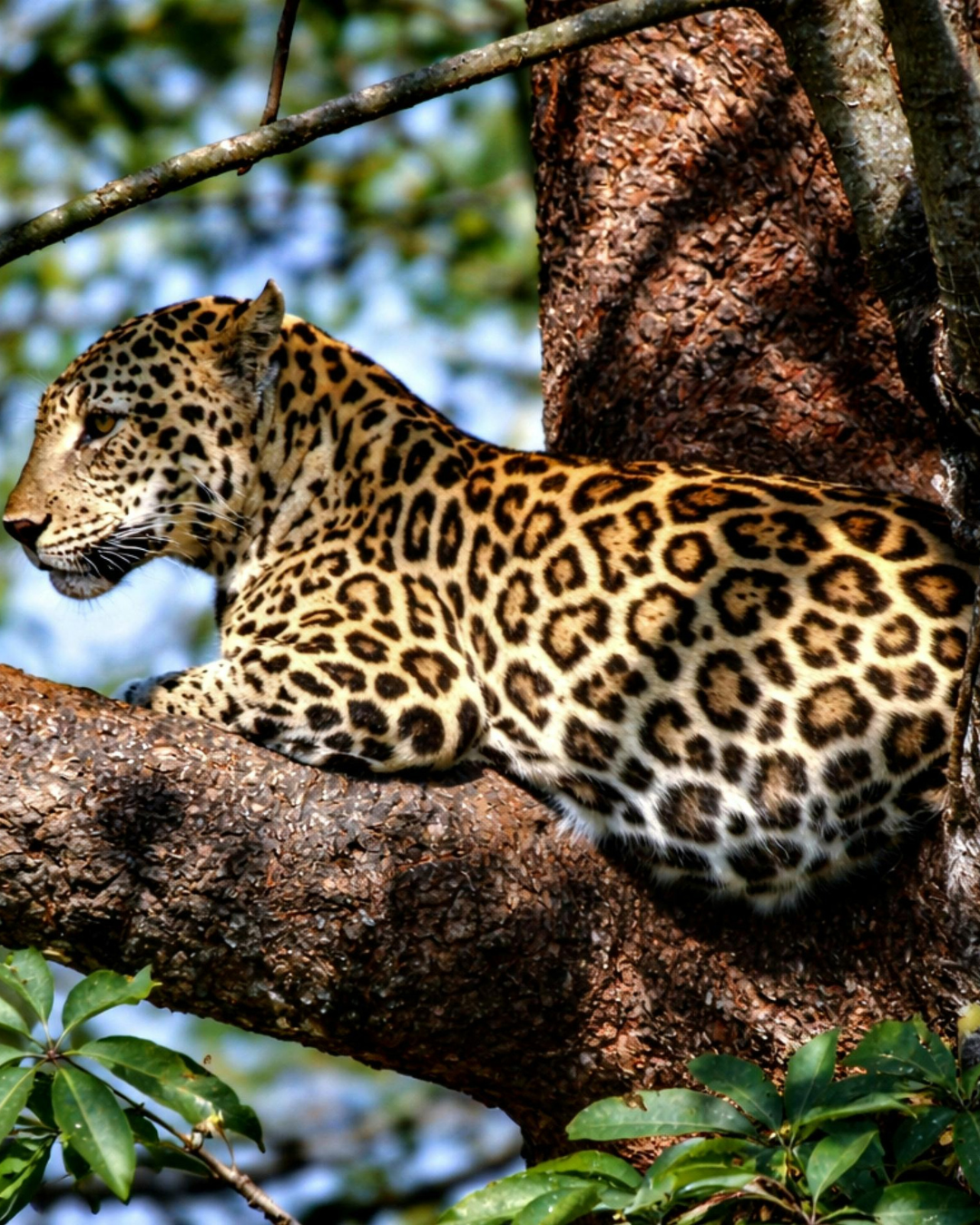 Northern Tanzania Wildlife Escape – 2 Days Safari gallery 9