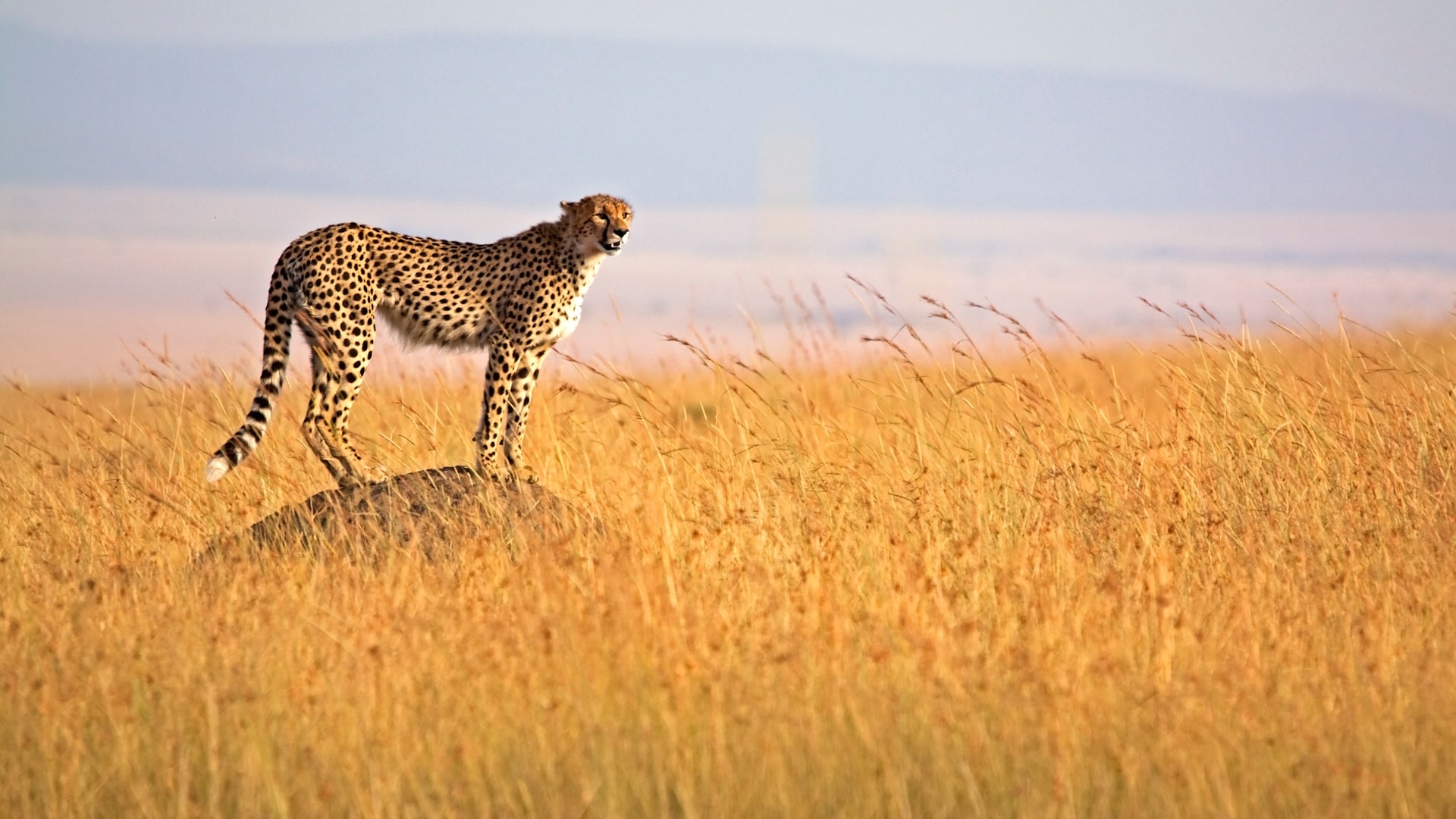 Northern Tanzania Wildlife Escape – 2 Days Safari gallery 10
