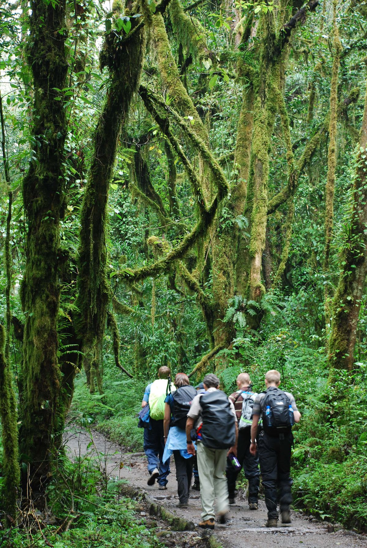 Marangu Classic Summit – 6 Days Kilimanjaro Trek gallery 7
