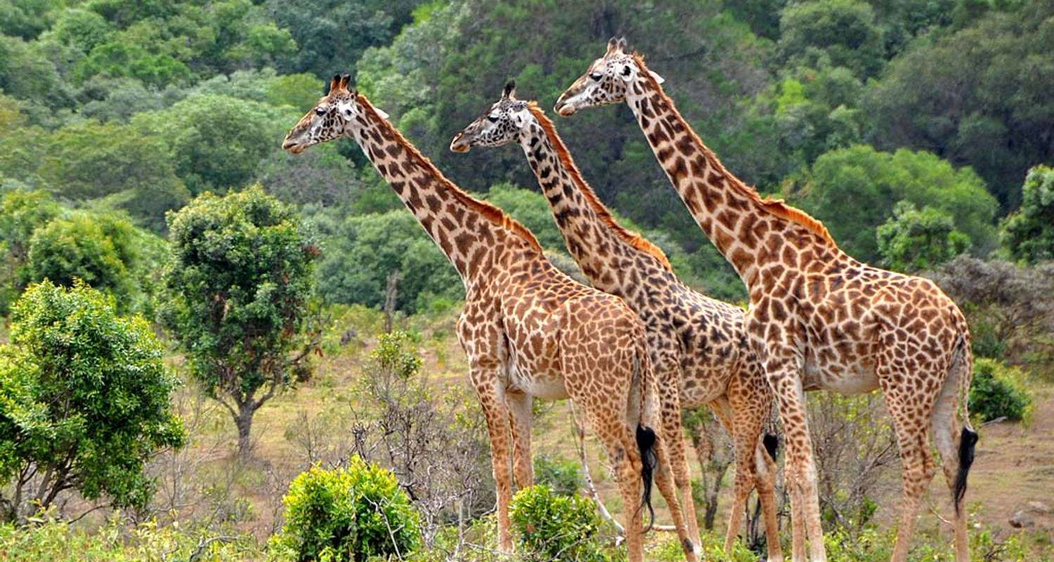 Northern Tanzania Wilderness Escape – 3 Days Safari gallery 1