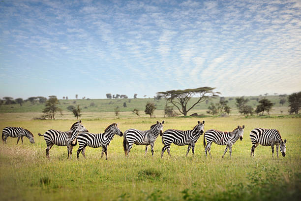 Northern Tanzania Wilderness Escape – 3 Days Safari gallery 3