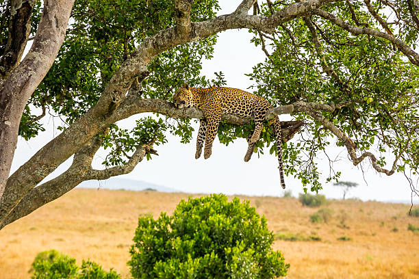 Northern Tanzania Wilderness Escape – 3 Days Safari gallery 6