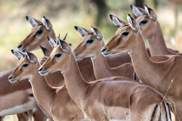 Northern Tanzania Wilderness Escape – 3 Days Safari gallery 7