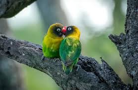 Northern Tanzania Wilderness Escape – 3 Days Safari gallery 10