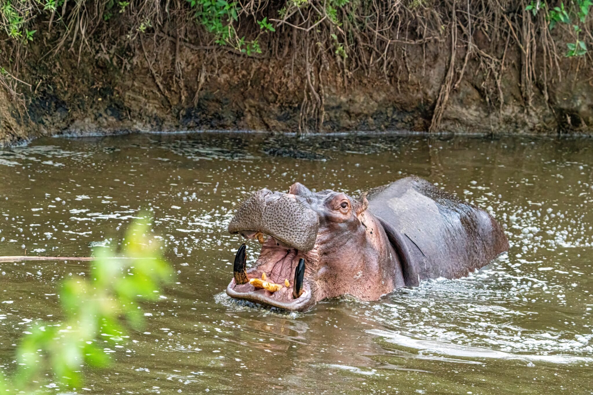 Northern Tanzania Grand Safari – 4 Days Adventure gallery 2