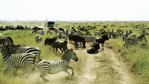 Northern Tanzania Grand Safari – 4 Days Adventure gallery 3