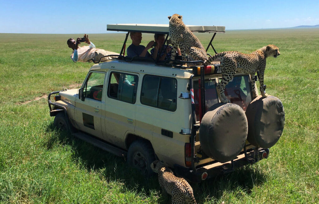 Northern Tanzania Grand Safari – 4 Days Adventure gallery 5