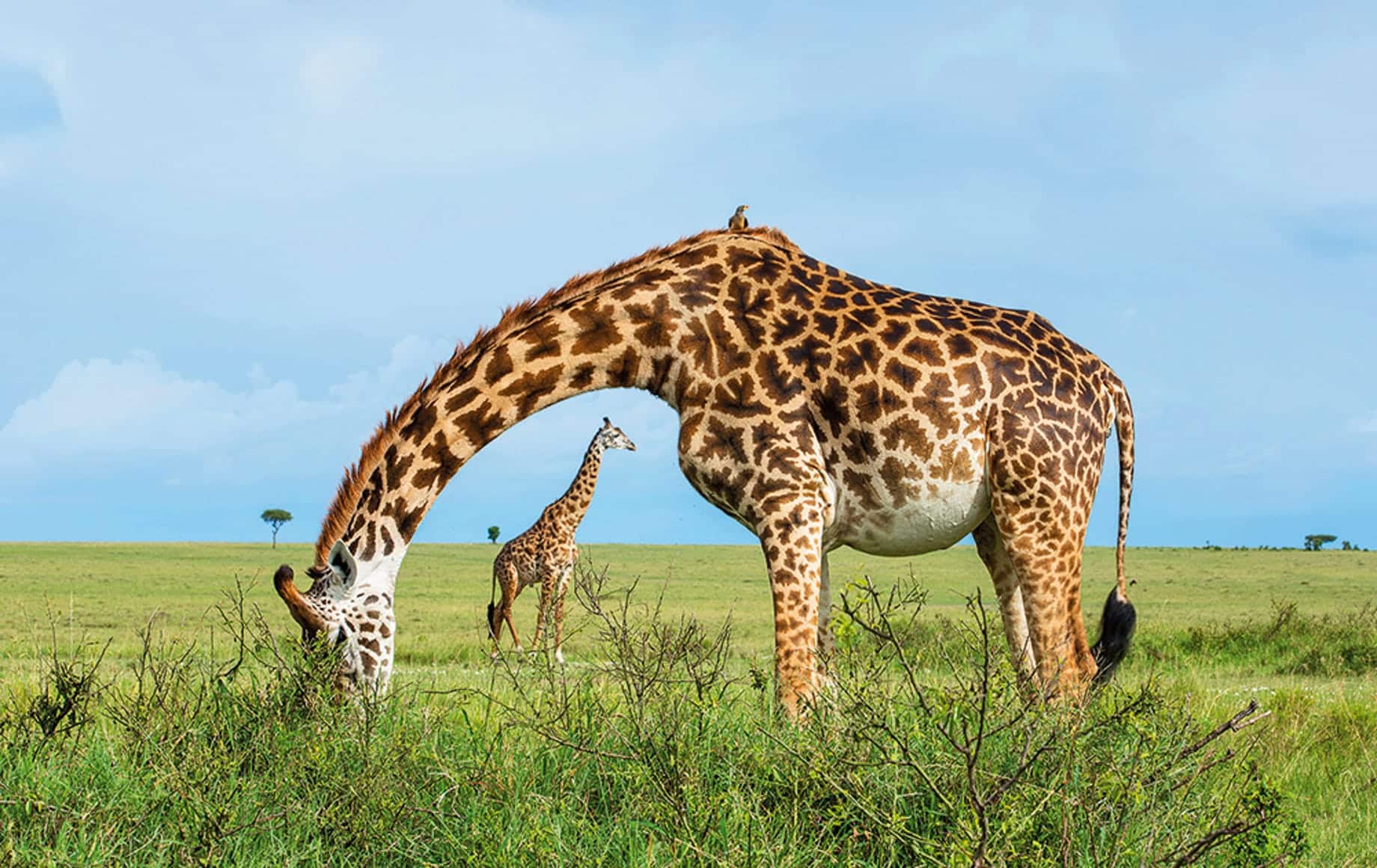 Northern Tanzania Grand Safari – 4 Days Adventure gallery 6