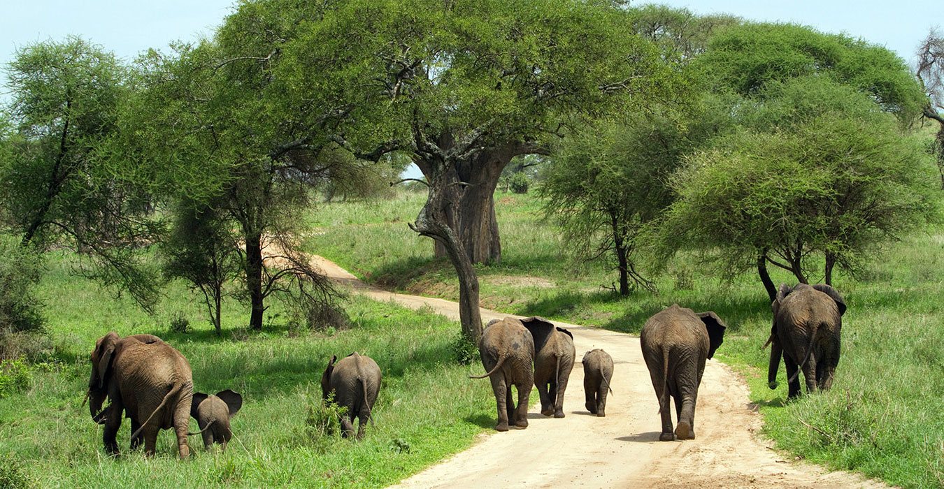 Northern Tanzania Grand Safari – 4 Days Adventure gallery 7