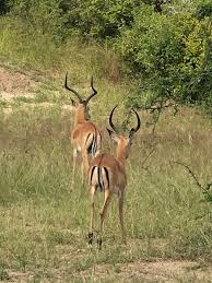 Northern Tanzania Grand Safari – 4 Days Adventure gallery 10