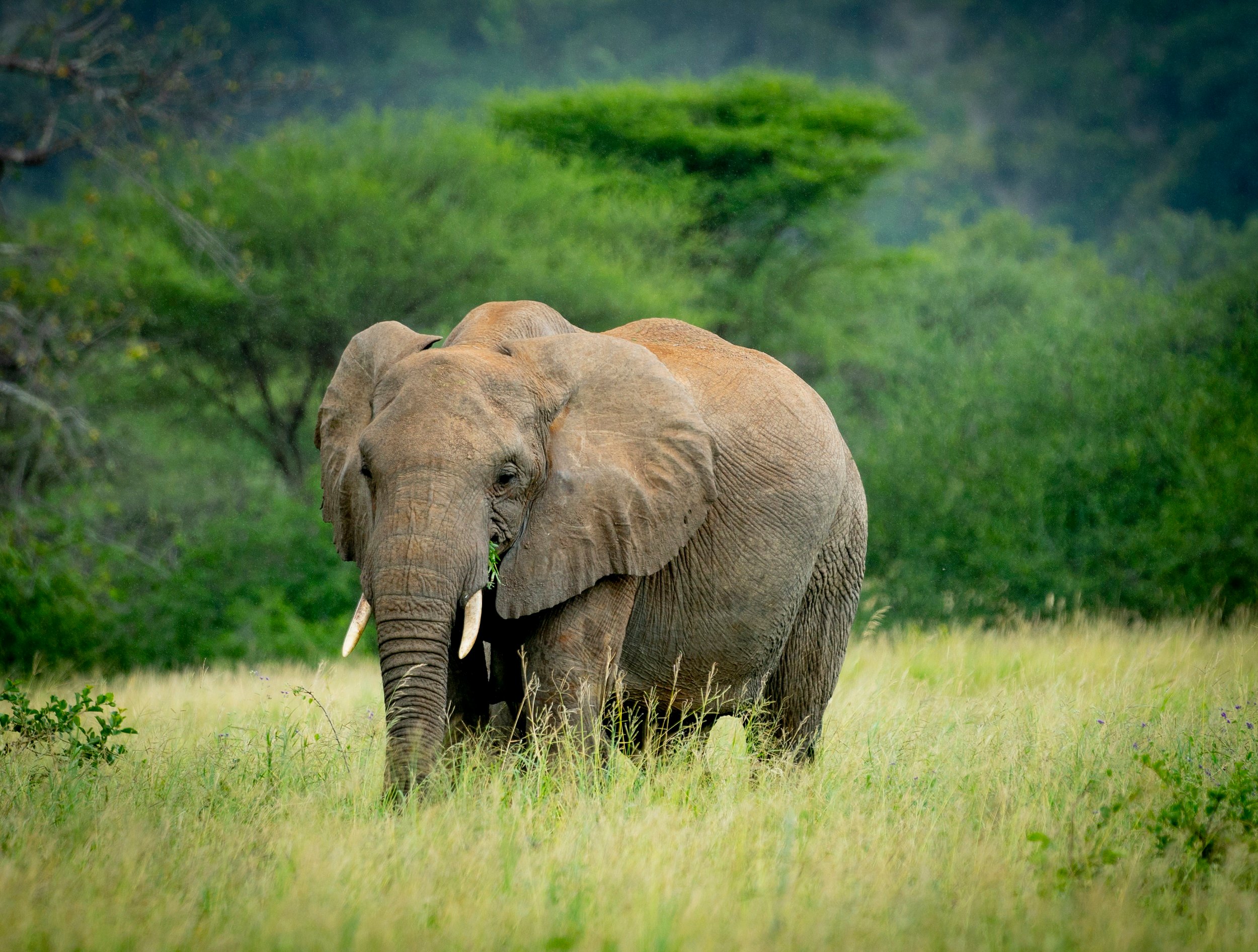 Northern Tanzania Wildlife Escape – 2 Days Safari