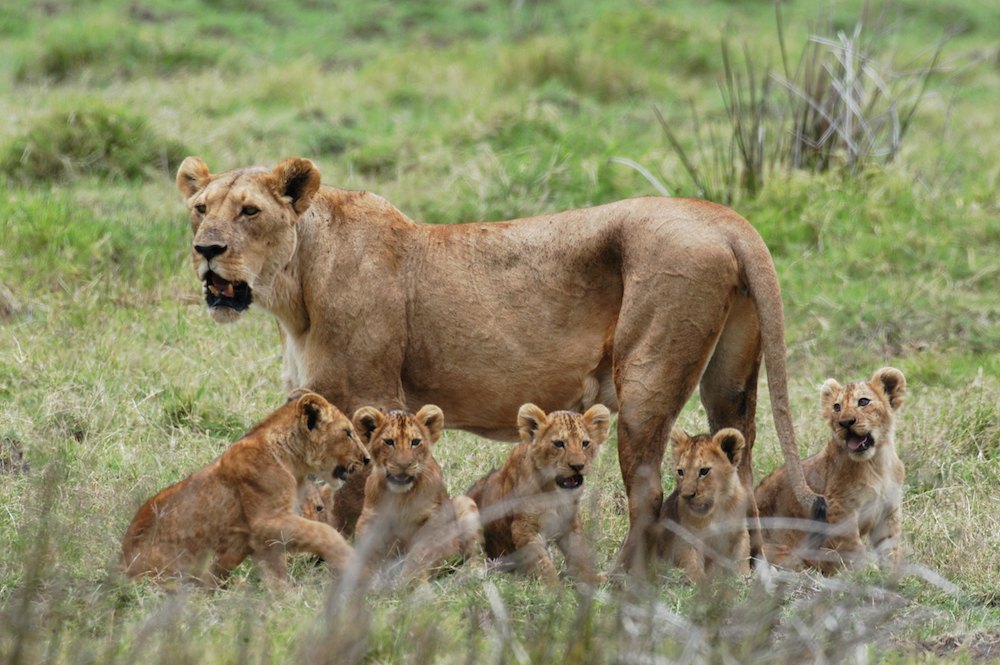 Northern Tanzania Wilderness Escape – 3 Days Safari — tour on MyBlak