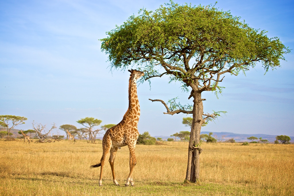 Northern Tanzania Grand Safari – 4 Days Adventure — tour on MyBlak