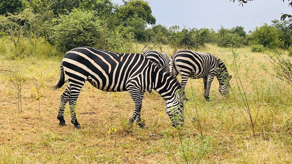 Akagera National Park gallery 1