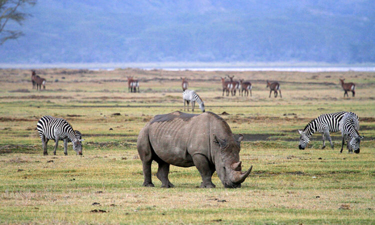 Akagera National Park gallery 4