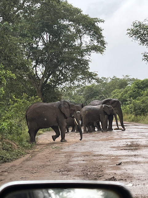 Akagera National Park gallery 7