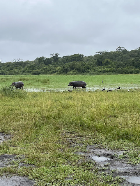 Akagera National Park gallery 8