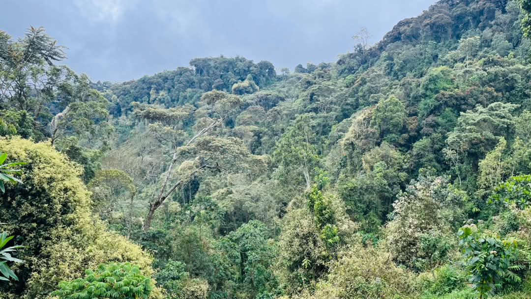 Nyungwe National Park gallery 7