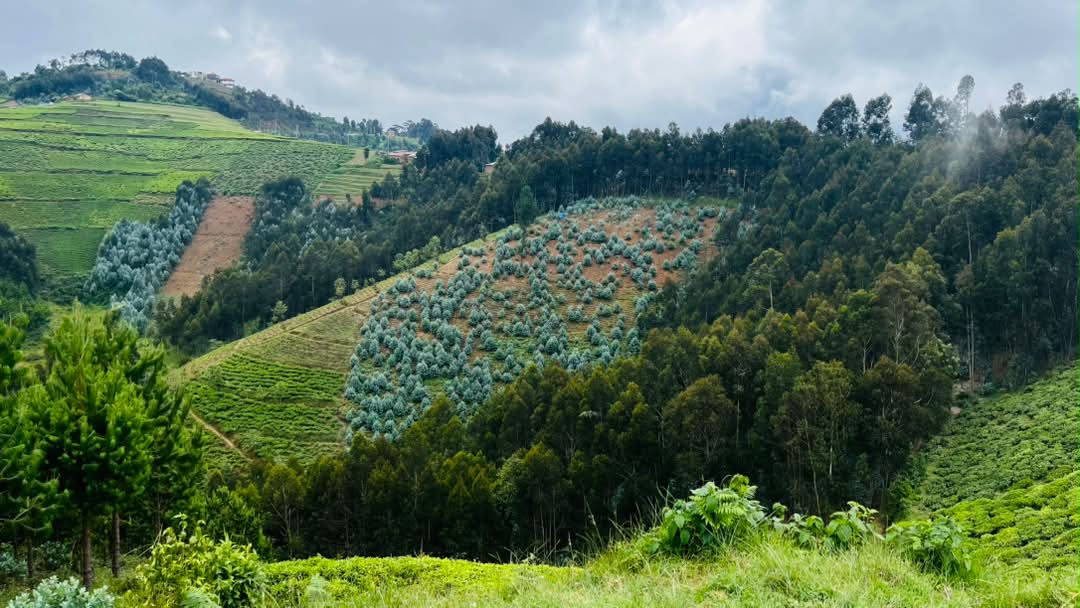 Nyungwe National Park gallery 8
