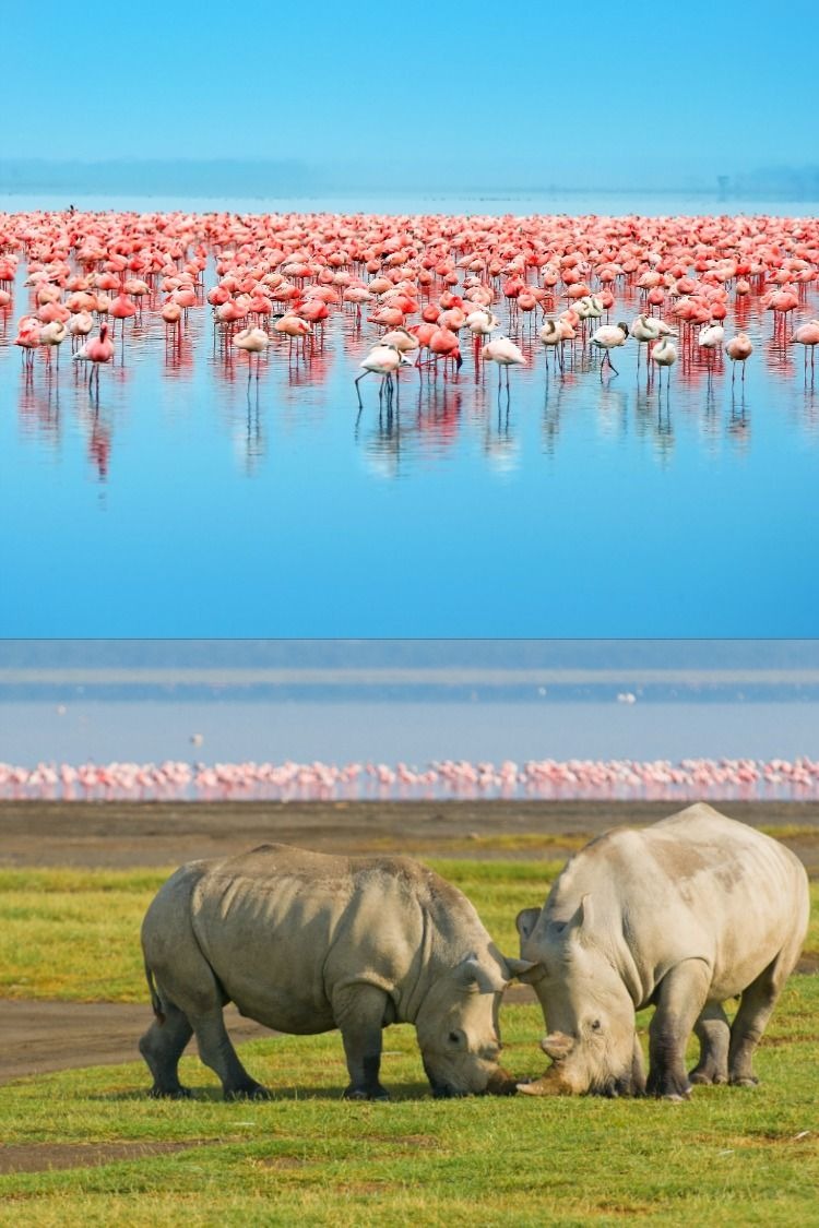 To the Flamingos and  Elephant Kingdom gallery 7