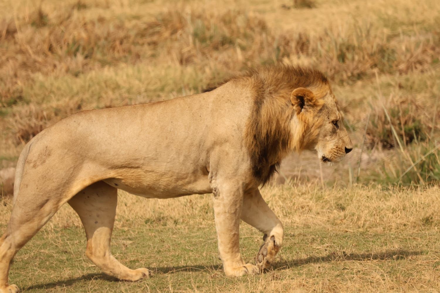 Masai Mara Safari gallery 2