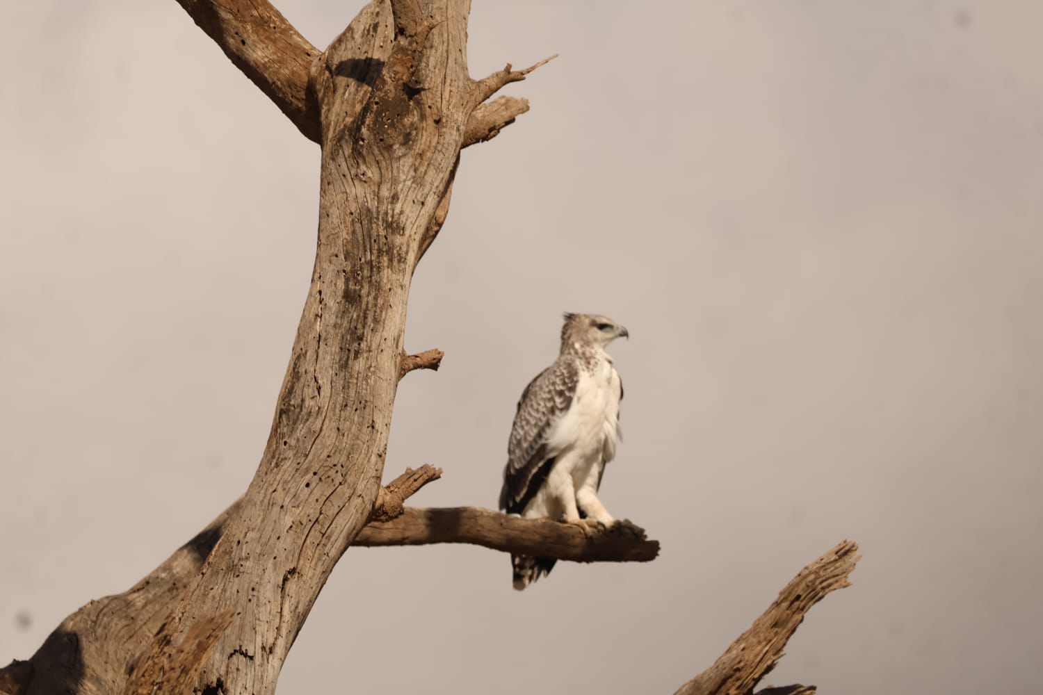 Masai Mara Safari gallery 3