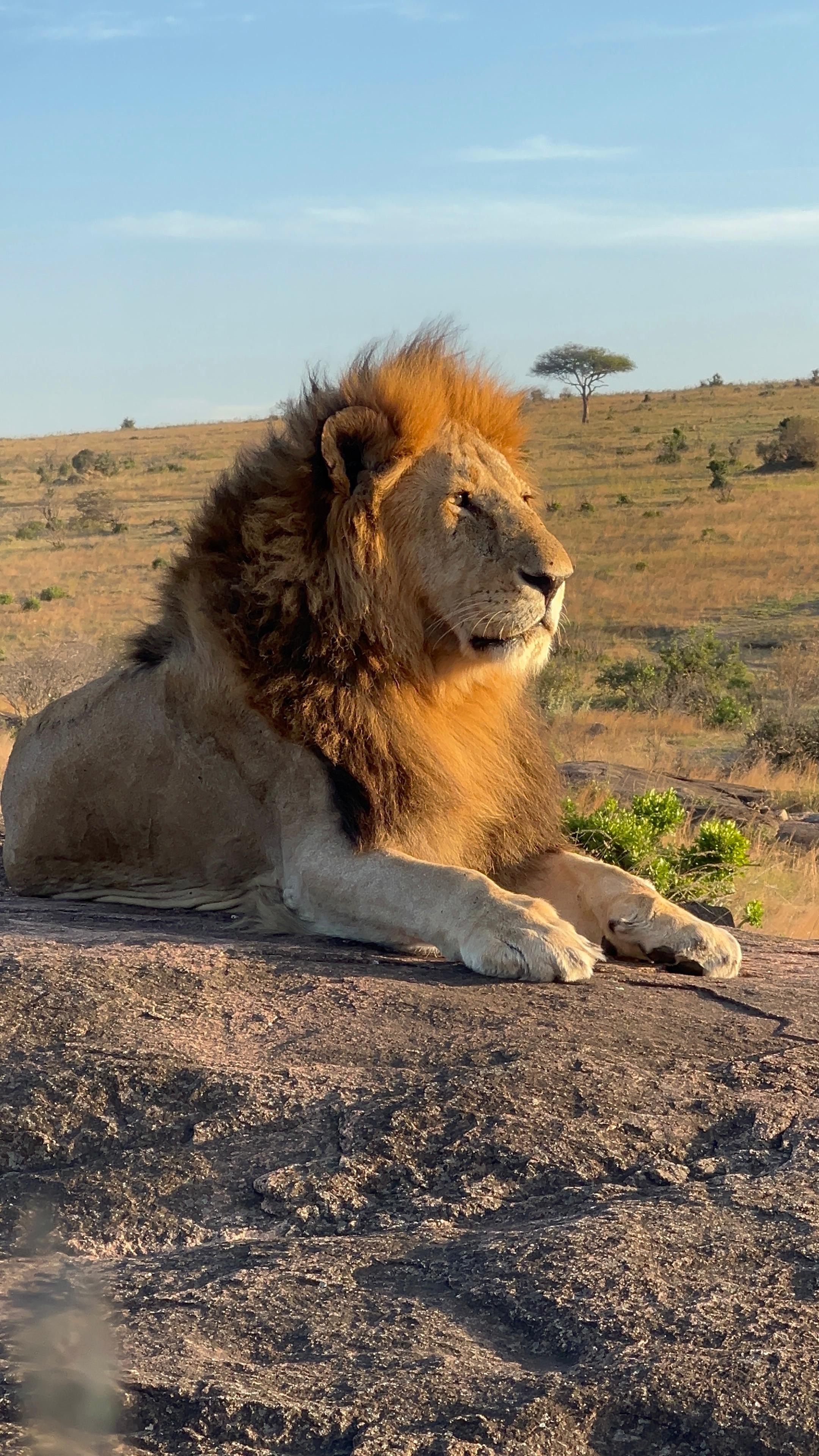 1 day Nairobi National Park tour gallery 1