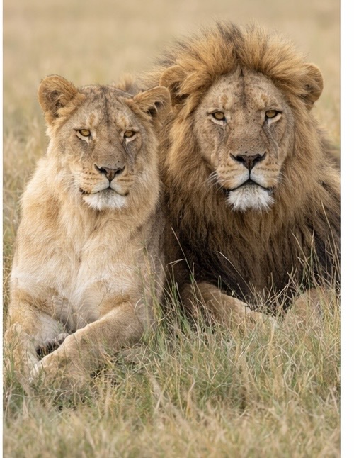 1 day Nairobi National Park tour gallery 2