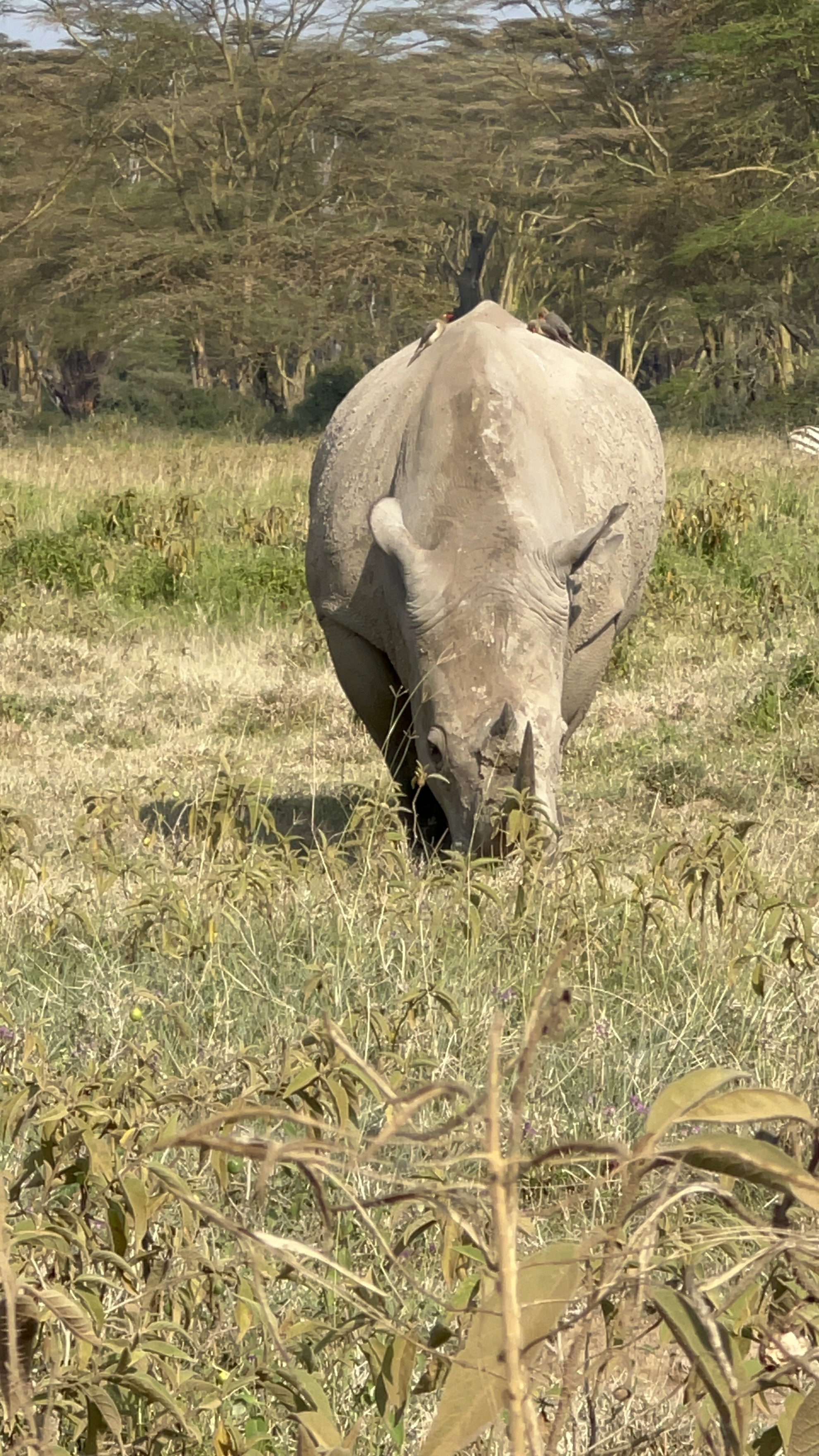 1 day Nairobi National Park tour gallery 3