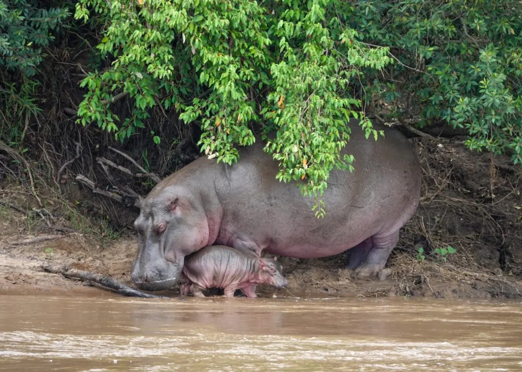 4 days Masai Mara Lake Nakuru Safari: Experience Serenity and Adventure gallery 1