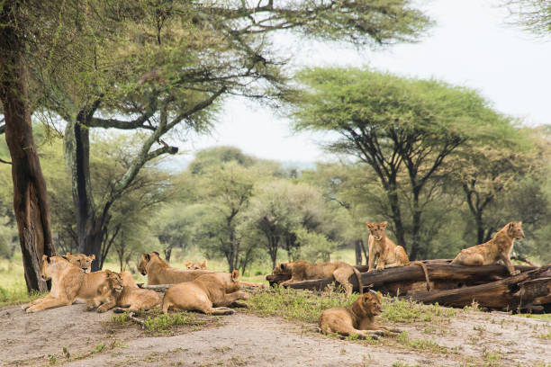 4 days Masai Mara Lake Nakuru Safari: Experience Serenity and Adventure gallery 3