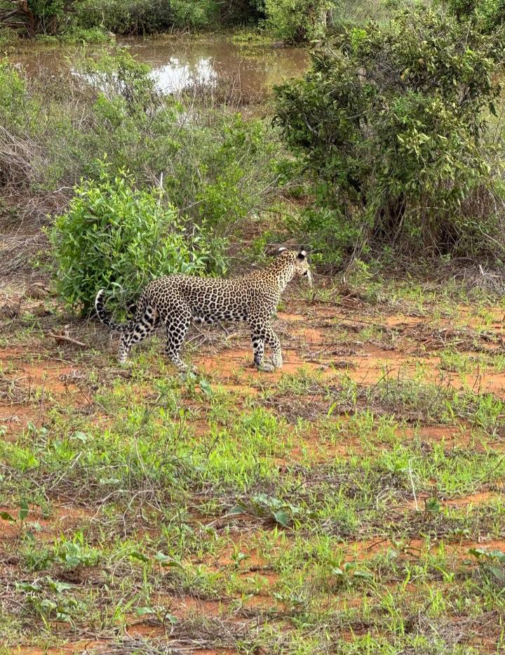 4 days Masai Mara Lake Nakuru Safari: Experience Serenity and Adventure gallery 4
