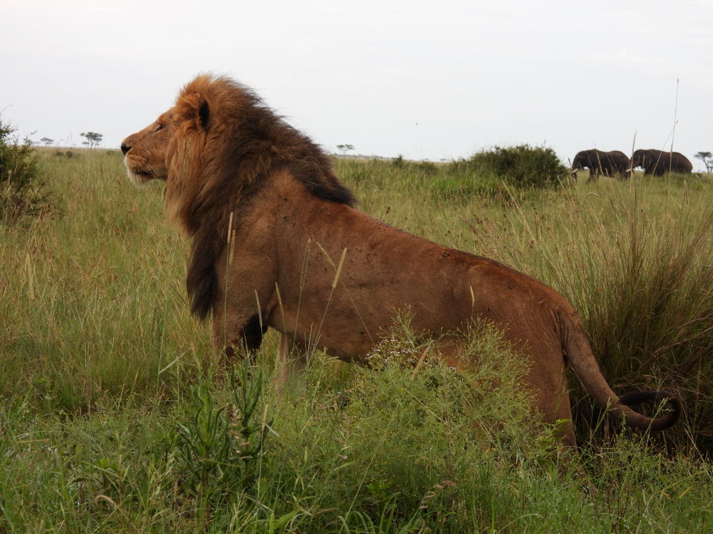 Maasai mara, lake Nakuru, Lake Naivasha. gallery 1