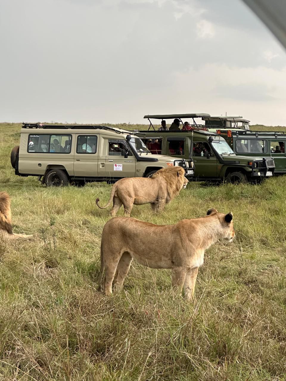 3 Days Maasai Mara Group Joining Safari from Nairobi gallery 2