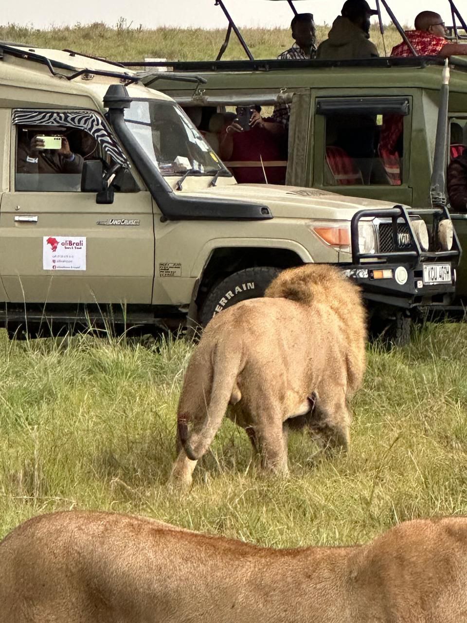 3 Days Maasai Mara Group Joining Safari from Nairobi gallery 4
