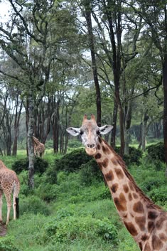 Nairobi day trip - signature experience gallery 1