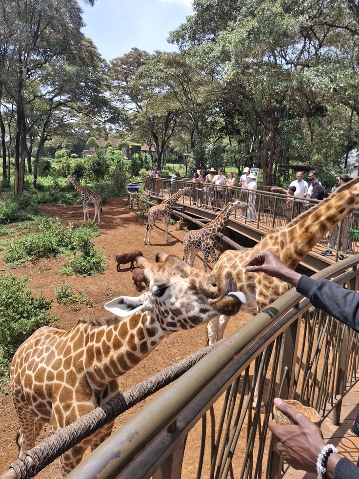 Nairobi day trip - signature experience gallery 4