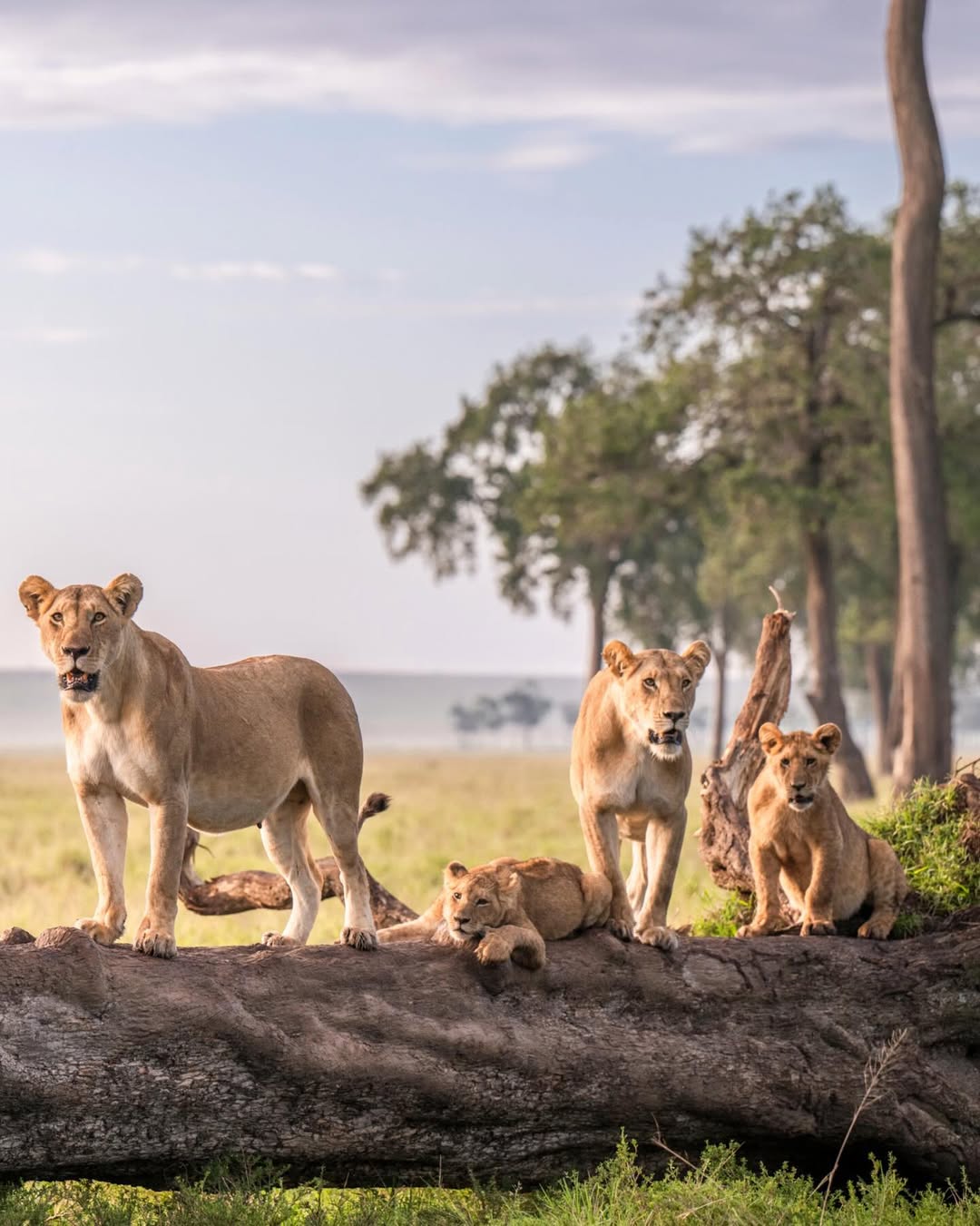 8-Days Serengeti River Crossing Wildebeest Migration gallery 2