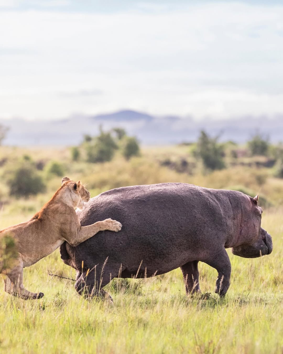 8-Days Serengeti River Crossing Wildebeest Migration gallery 3